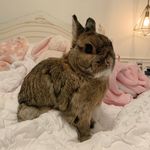 Penelope Henry - @penelope_thebunbun - Instagram