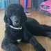 Penelope-Henry Dish - Facebook