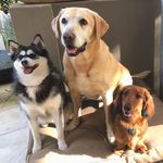 Penelope, Henry, Marley, Cotton and Maurice - @gooddoggang - Instagram