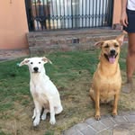 Cleopatra & Penelope Herring - @cleopatra_and_penelope - Instagram