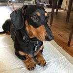 Hester Penelope & Suki +Claude - @hesterpenelopeandsuki - Instagram