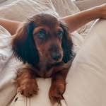 aka Penny - @penelope_josephine_hogan - Instagram