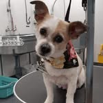 Penelope Sherlock Holmes - @penny.benny2018 - Instagram
