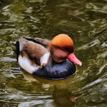 Penelope Holt - @penelopenholt - Instagram