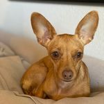 Penelope “Hooper” - @princesspenelopetexas - Instagram