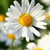 daisy penelope hopper - @_daisy_flower - TikTok