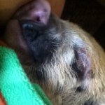 Penelope - @penelopehopper - Instagram