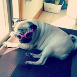 Penelope Hopper Lane - @theadventuresofpennythepug - Instagram