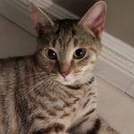 Lady Penelope - @penelopehousecat - Instagram
