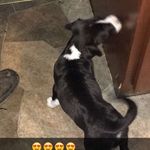 Penelope In The House - @penelopeheredogg - Instagram