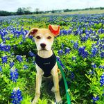 Penelope Howe - @prettypennyatx - Instagram
