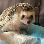 Penelope - @penelopehufflepuff - Instagram