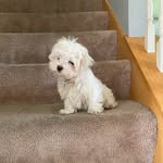 Penelope Jensen - @maltypoopoo77 - Instagram