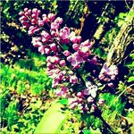 Penelope Johnston - @penelopejohnston8348 - Instagram