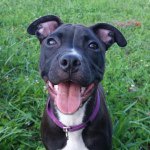 Penelope Johnston - @penny_the_pibble - Instagram