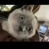 penelope - @penelopejoy19 - TikTok
