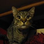 Penelope Joyner - @adventures_with_penny_june - Instagram