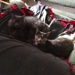 Penelope-Mr. Key - @penelope_loves_mr._key - Instagram