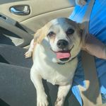 Penelope McMillan Kirk - @penneychiweenie - Instagram