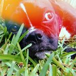 Penelope❤️🐶 Knapp - @penelope_knapp - Instagram