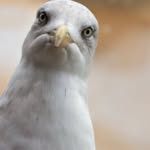 Pénélope la mouette - @penelope_la_mouette - Instagram