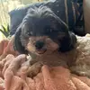 PP🐶🫶🏻 - @penelopelamarcaslays - TikTok