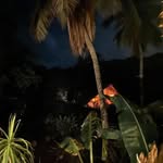 Penelope Lambert - @penelopelambert87 - Instagram
