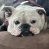 Penelope - @penelopeleon__ - TikTok