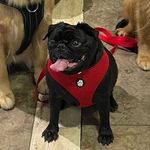 Penelope León Borjas - @penelopelapugcita_andco.gt - Instagram