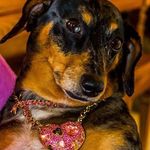 Lilly Penelope - @lillypenelopethechiweenie - Instagram