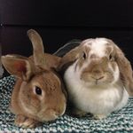 Paul BUNNYan & PeneLOPe Lilly - @paulandpenelope - Instagram