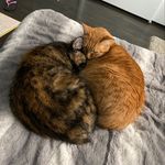 Penelope And Lilly - @penelope_lilly - Instagram