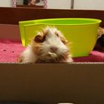 piggies 💝💗💖💕💓💘 - @pip.penelope.lilly - Instagram