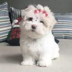 Penelope Lima - Facebook