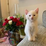 Lord Percy Percy Winston - @lordpercyladypenelope - Instagram