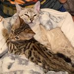 Princess Penelope & Lord Augie - @bengalroyalty - Instagram