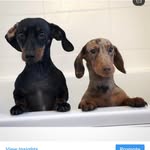 Ｌｏｔｔｉｅ ＆ Ｐｅｎｅｌｏｐｅ💗✨ - @lottiepenelope_minidachshund - Instagram