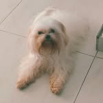 luke e penélope 🐕💙💜 - @lukee_penelope - Instagram