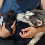 @lukepenelopehuskypug - Instagram