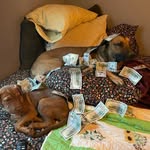 Rambo, Lemon and Penelope Lyons - @3dogs1life - Instagram