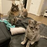 Penelope, Madison, & Frankie - @rodzcatz - Instagram