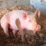 Penelope Manning - @penelope__the__pig - Instagram