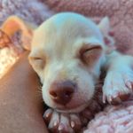 Penelope Marshmallow - @penelopemarshmallow - Instagram