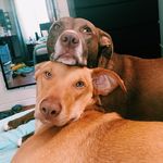𝙿𝚎𝚗𝚎𝚕𝚘𝚙𝚎 𝚊𝚗𝚍 𝙼𝚊𝚜𝚘𝚗 🐶🐾 - @masonandpenelope - Instagram