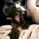 Penelope "snooze" Mason - @penelope.the.poodle - Instagram