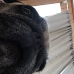 Happy Penelope Meyer - @happythehappypugg - Instagram