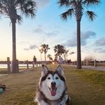 Jinx Penelope Meyer - @jinxiephusky - Instagram