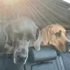 Ella, Penelope, Piper - @doggydays6 - TikTok