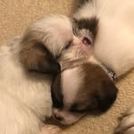 Penelope & Piper - @penelpipe - Instagram