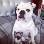 Penelope & Piper - @misspenelope.bulldog - Instagram